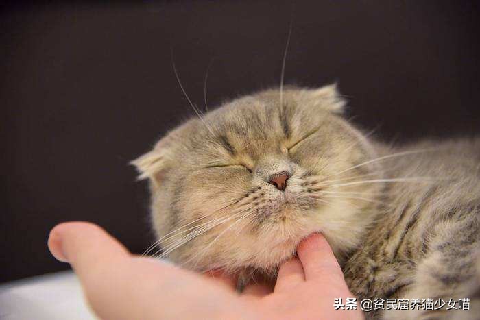 猫咪黑下巴抹红霉素软膏还是眼膏,猫咪黑下巴到底怎么治