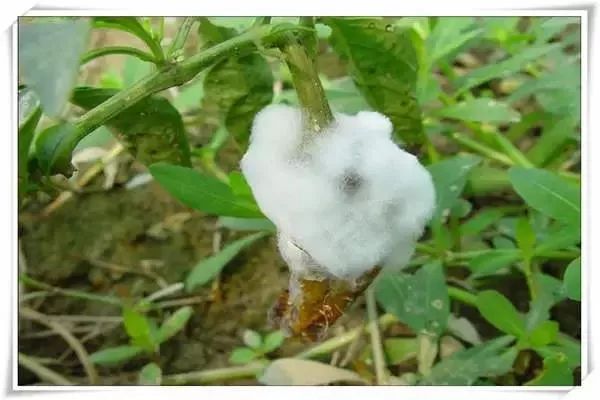 辣椒病害图谱大全大图,辣椒病害大全图片及防治方法