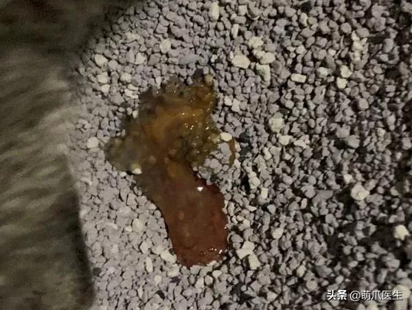 猫咪换粮拉稀能自己好吗,猫咪换粮拉稀会持续多久