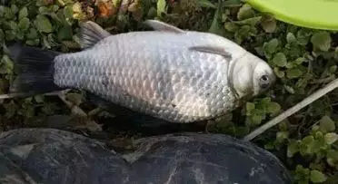 冬天筏竿串钩钓鲫鱼技术,冬天钓大板鲫用手竿好还是串钩好