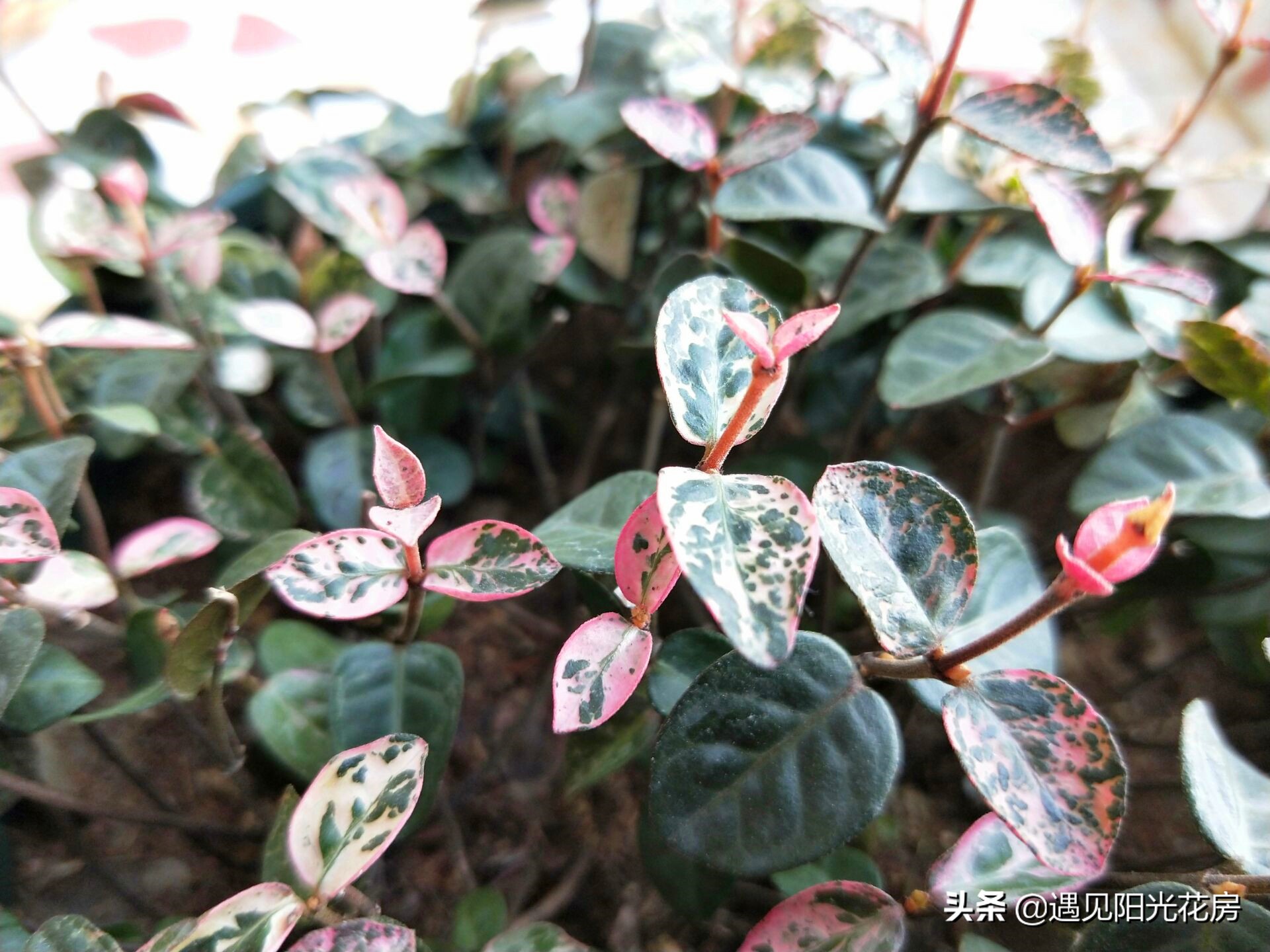 “变色植物”花叶络石，养护成彩叶，2方面要做好！