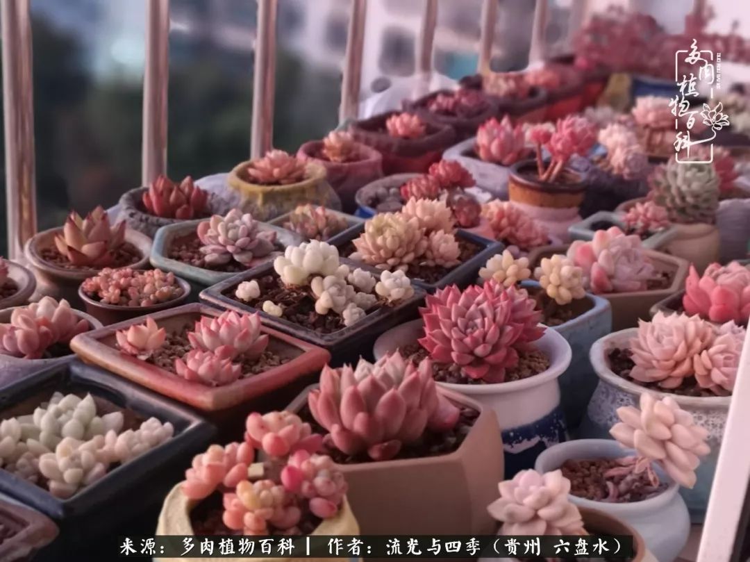 养多肉这几点新手必要知道,在养多肉的路上越走越远