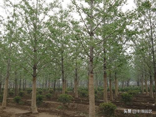 2022银杏树行情分析,银杏树最新行情