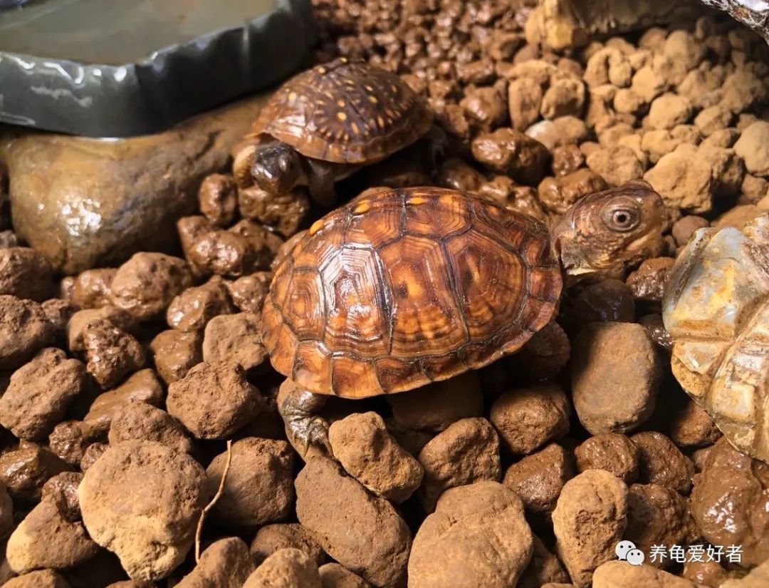 偏陆地的半水龟便宜,半水偏陆栖龟名单