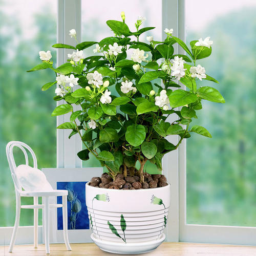 花肥只是辅助作用,花肥用有机肥好吗