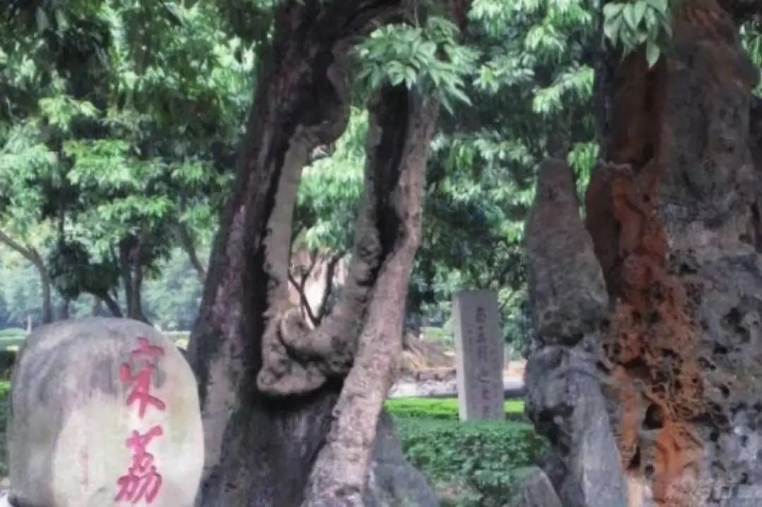 空心老树保护与养护措施,为什么老树空心也能活