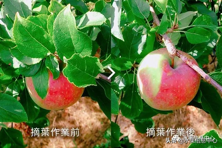 日本苹果种植现状,为什么日本苹果质量比中国的好