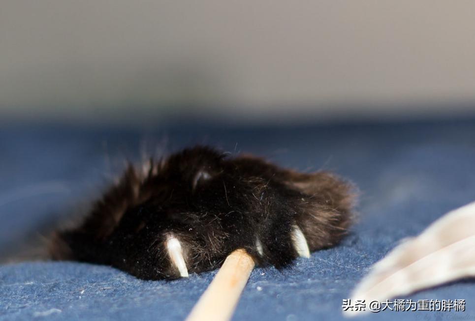 猫咪露出光滑的红色皮肤,猫咪露出一边獠牙