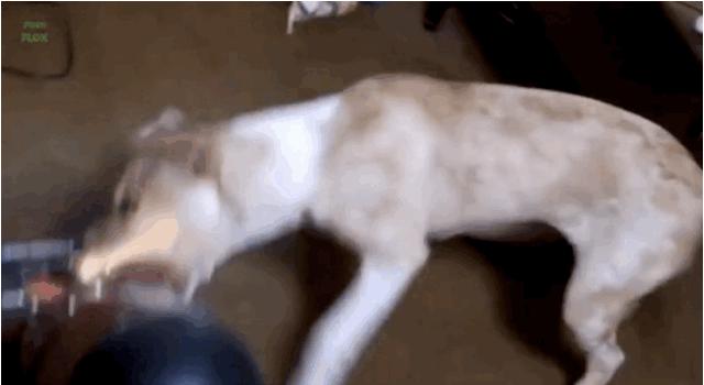 小狗警惕性高吠叫,宠物胆小