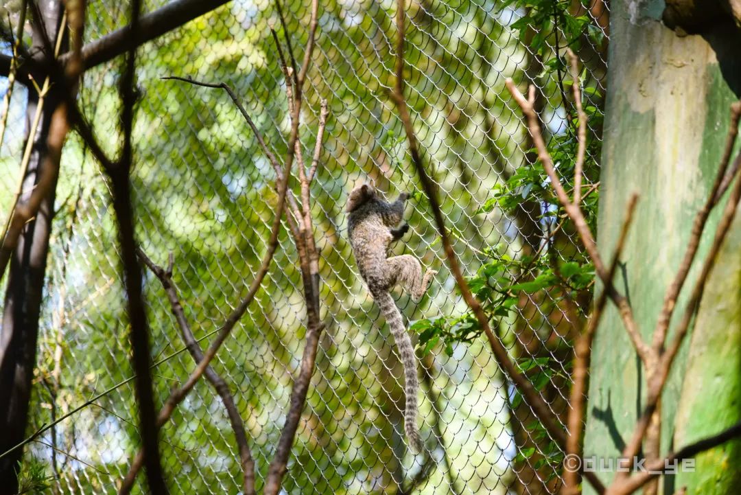 去广州长隆野生动物世界学到什么,5.1广州长隆野生动物攻略