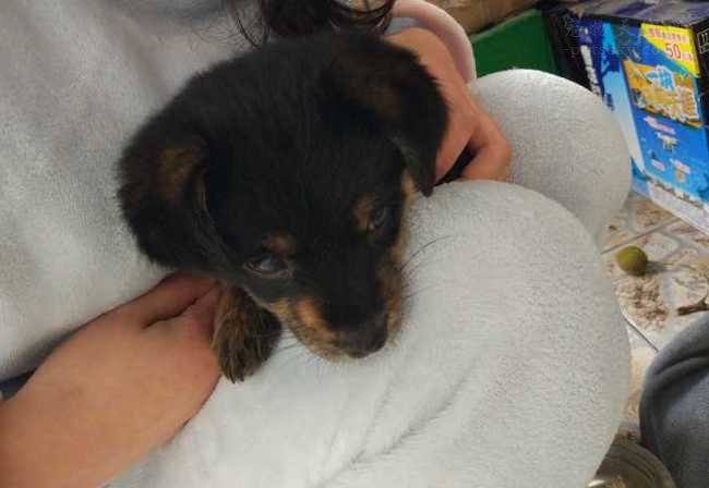 狗狗被救助很开心,狗狗被放在笼子里救助