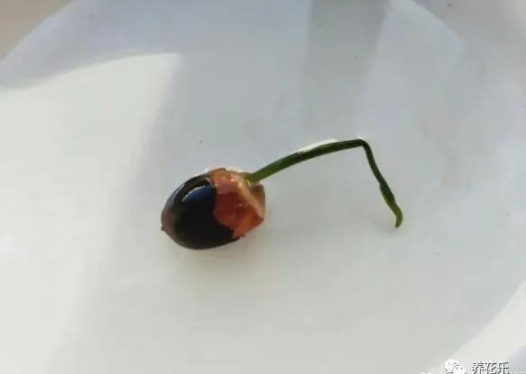 碗莲种子栽种一年没开花,碗莲种子光在水里不放土能开花吗