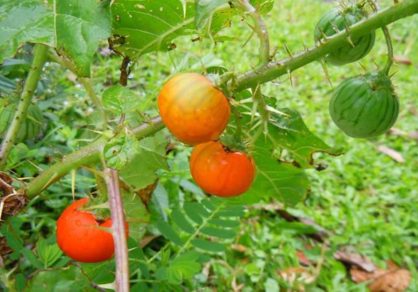 西瓜到底是否有毒,西瓜中了毒