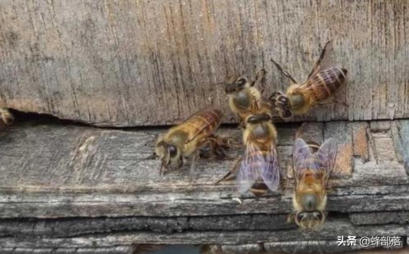 雄蜂与蜂王高空交配是为了避免工蜂干扰?工蜂是如何干扰的?