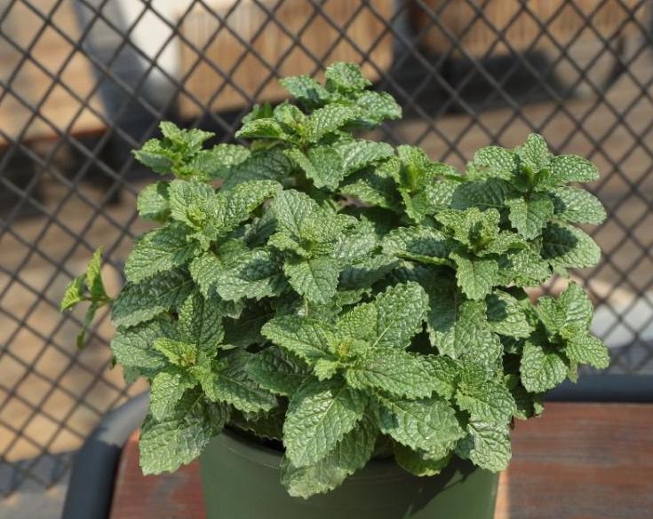 室外下水道反臭味解决办法,屋内下水道返水味怎样消除