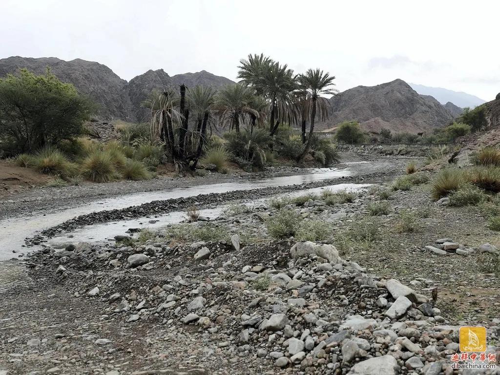 阿联酋的椰枣作用,阿联酋椰枣为什么那么甜