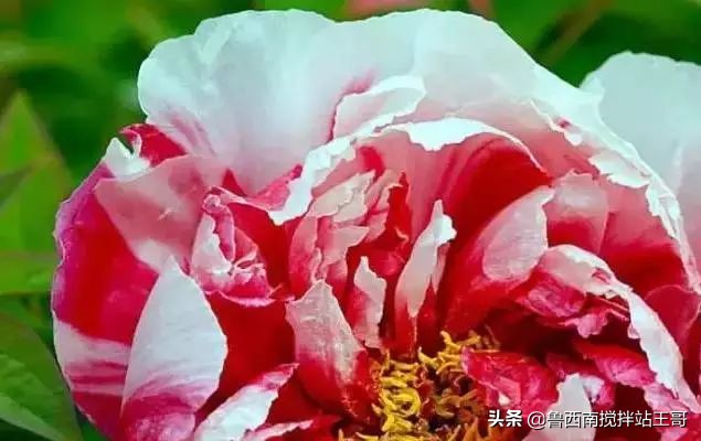 牡丹十大品种九大花系,牡丹进口品种图片及名称