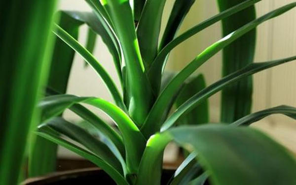 巴西木的叶子太长怎样修剪,巴西木发芽徒长了可以修剪吗