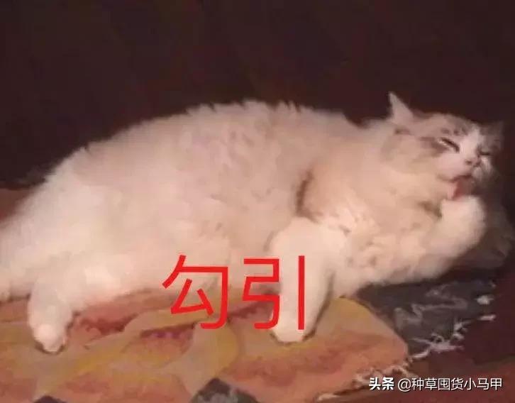 打假假网红产品,打假商品网红