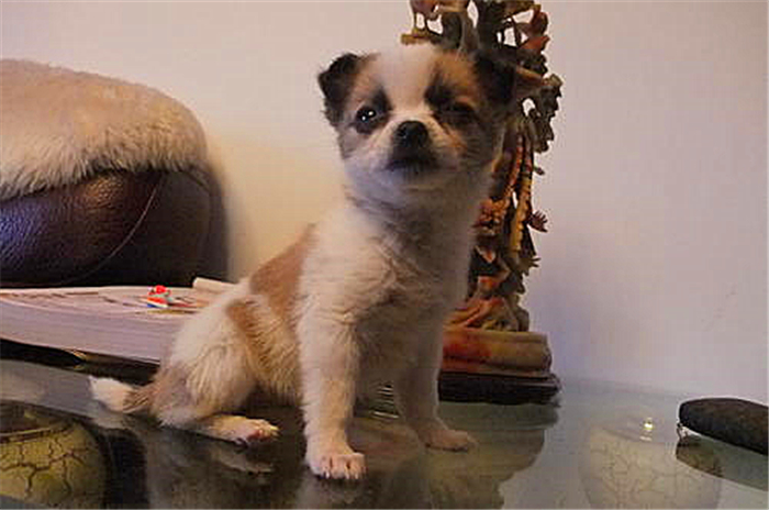 狗狗感染布鲁氏杆菌有啥症状,狗狗如何知道有布鲁氏杆菌