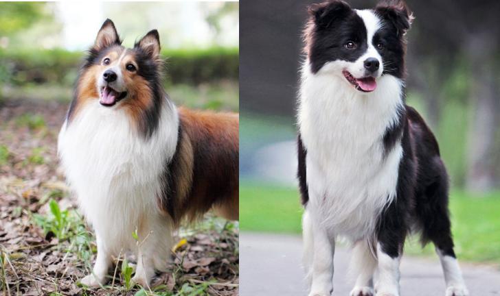 边牧犬喜乐蒂,边牧犬和喜乐蒂串串图片