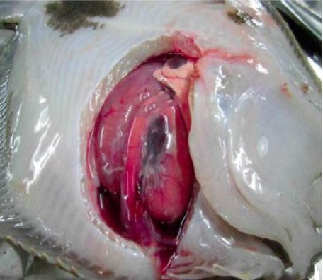 大菱鲆有哪些疾病,大菱鲆的病