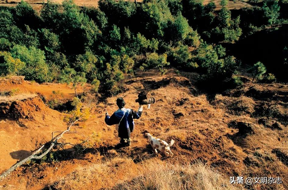 纳西鹰猎的视频,纳西鹰猎精彩视频