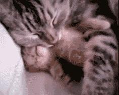 猫咪原来也会做梦,猫会做梦梦到主人吗