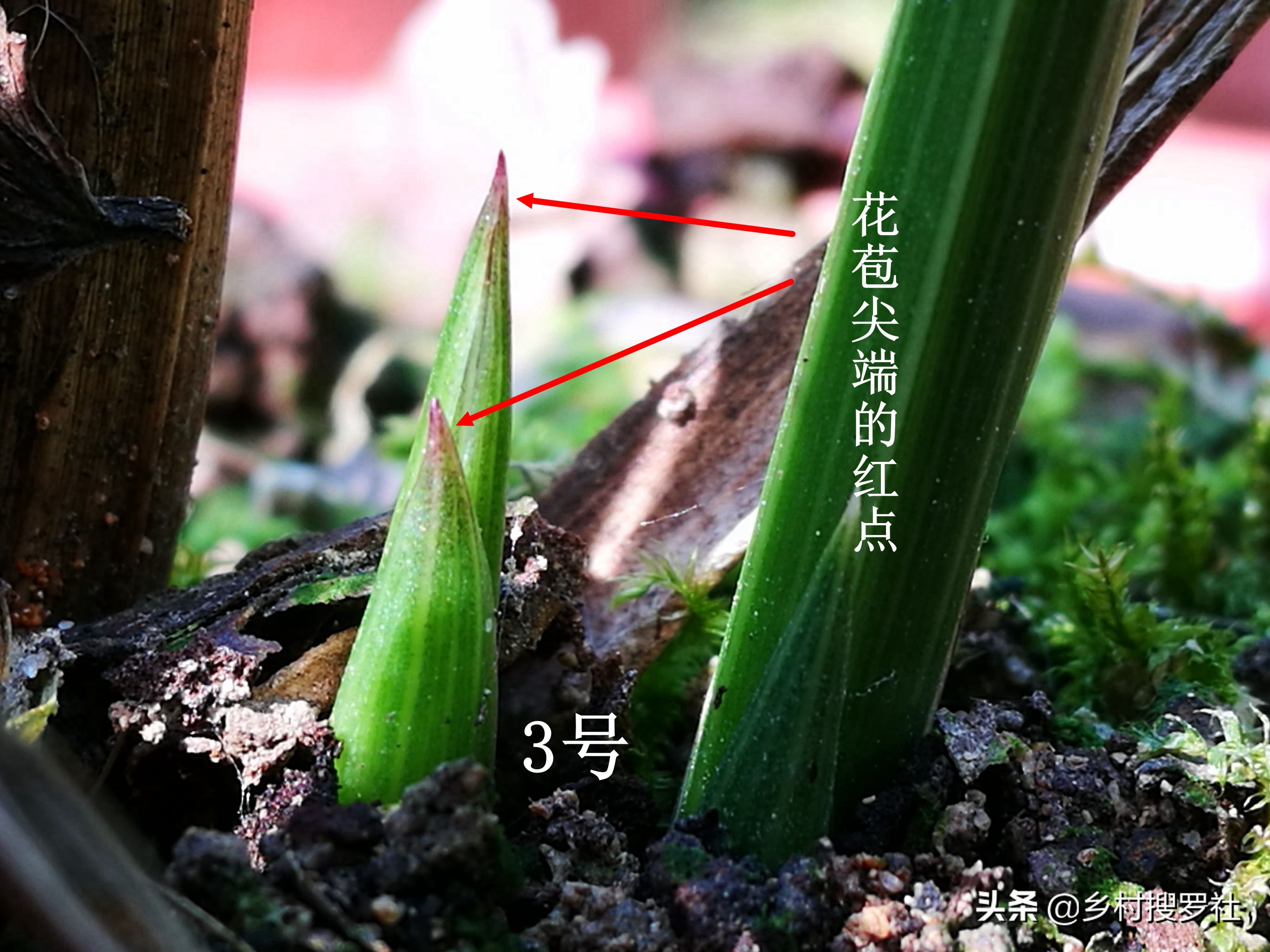 怎么通过花苞判断兰花开什么花,兰花要达到一个怎样的标准才开花