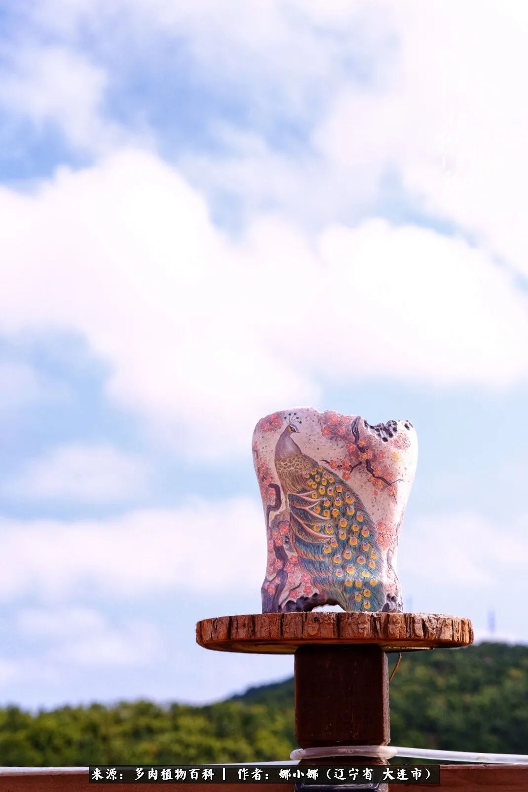 你是盆我是花，你护我周全，我为你绽放