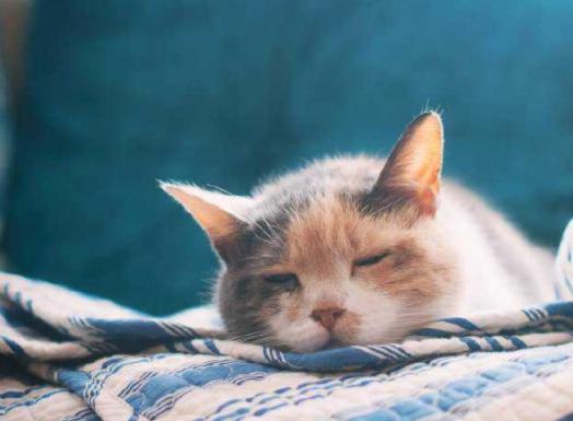 猫咪呼吸困难、体温升高，当心它患上胸膜炎，病猫需主人小心照看