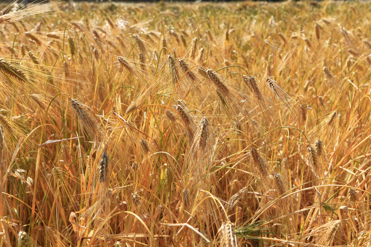 丰收快乐节,农民丰收节唱出丰收喜悦