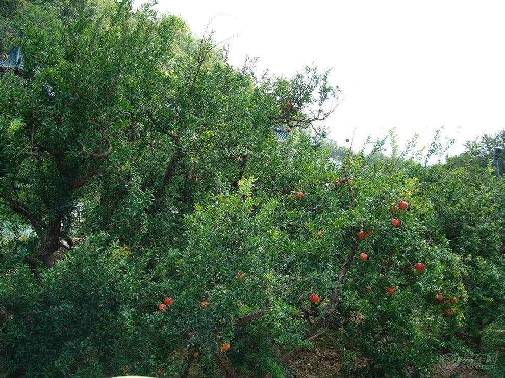 云南蒙自石榴树,云南蒙自石榴直播