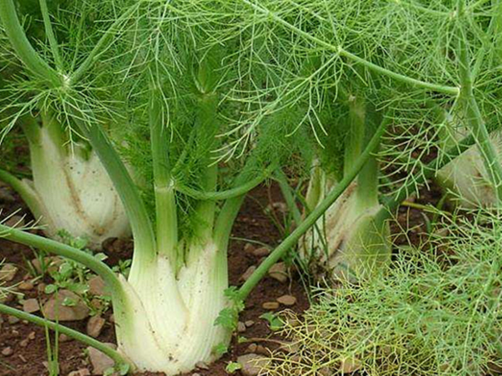 茴香盆栽养殖方法,盆栽茴香怎么长得粗壮好看