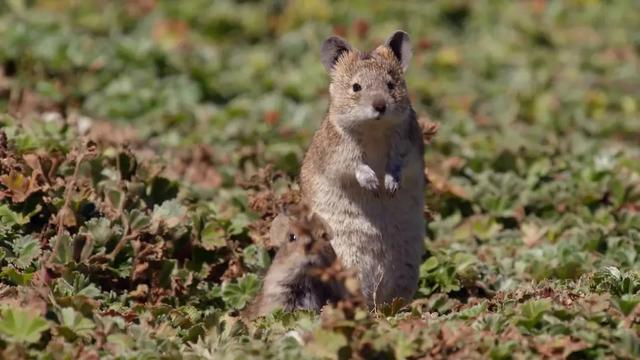 40部宝藏级bbc纪录片,bbc十大必看纪录片