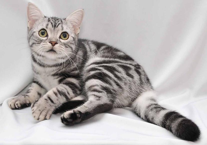 美短猫的迷惑行为,猫最敏感的地方