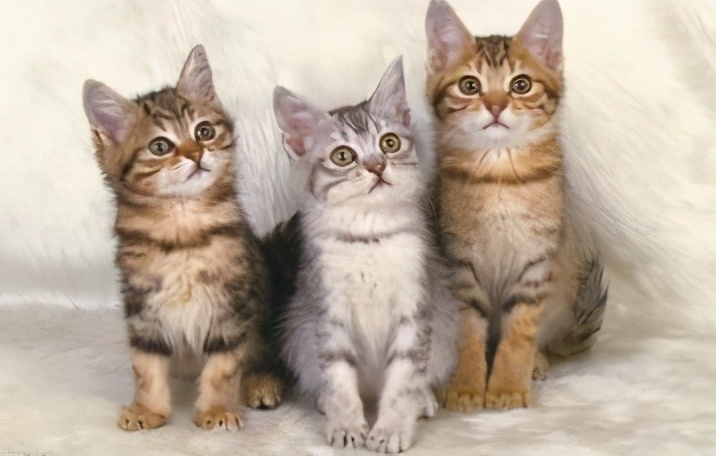 猫得了急性肠胃炎能活几天，能治好吗？