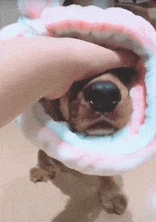 怎么才算纯种泰迪狗呢图片,纯种狗和非纯种狗的区别哪个好