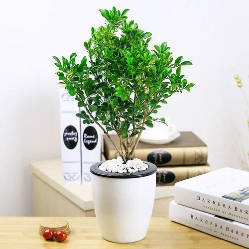 一种“助眠花”，花香清幽、舒人身心，做好这几点、养殖不再难