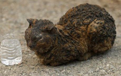 猫咪烫伤了皮掉了怎么办,小猫猫烧伤了怎么办