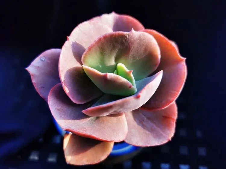 多肉砍头的怎么养,多肉怎么砍头才能爆发