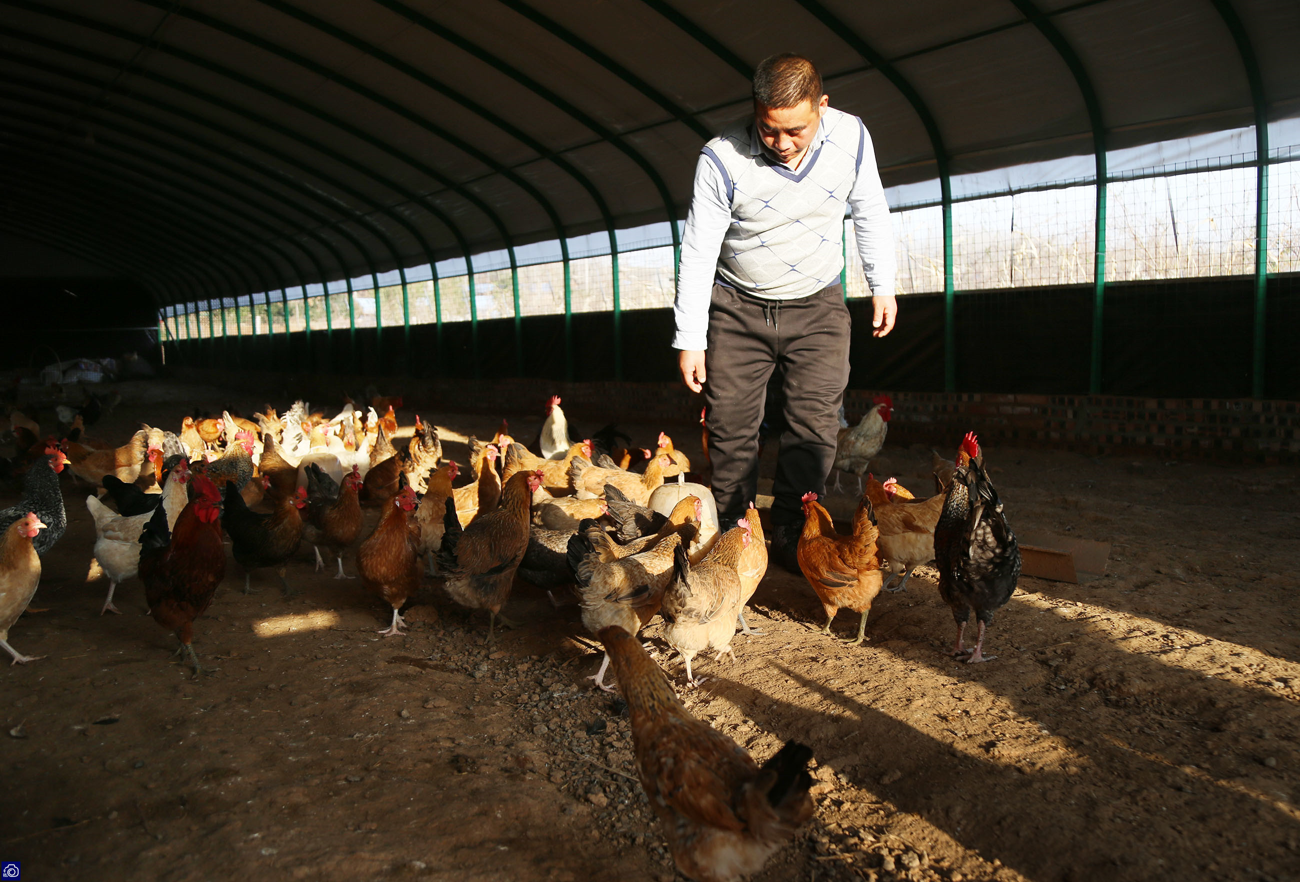 农村小伙养鸡仅用三招年赚百万,农村小伙子养鸡年收入240万你信吗