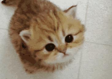 粘人的小奶猫,小奶猫守着铲屎官做作业