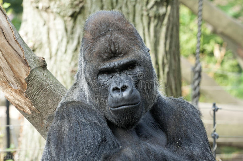 野人49.谁在乾坤山*窥偷**我？齐莽正感觉难受时山上滚下了石头