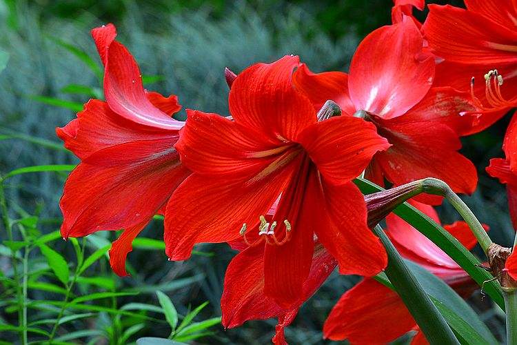 想要朱顶红种球恢复,叶片是关键,养护注意几点,避免叶片倒伏