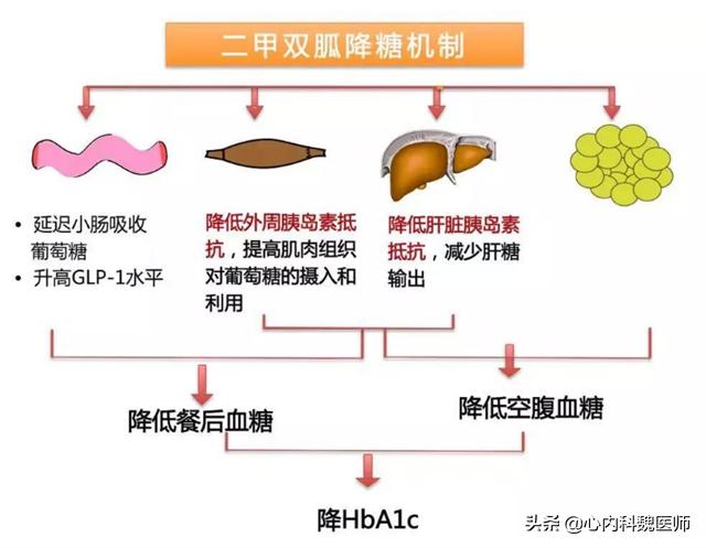每天吃二甲双胍为什么,每天吃二甲双胍为啥血糖降不下来