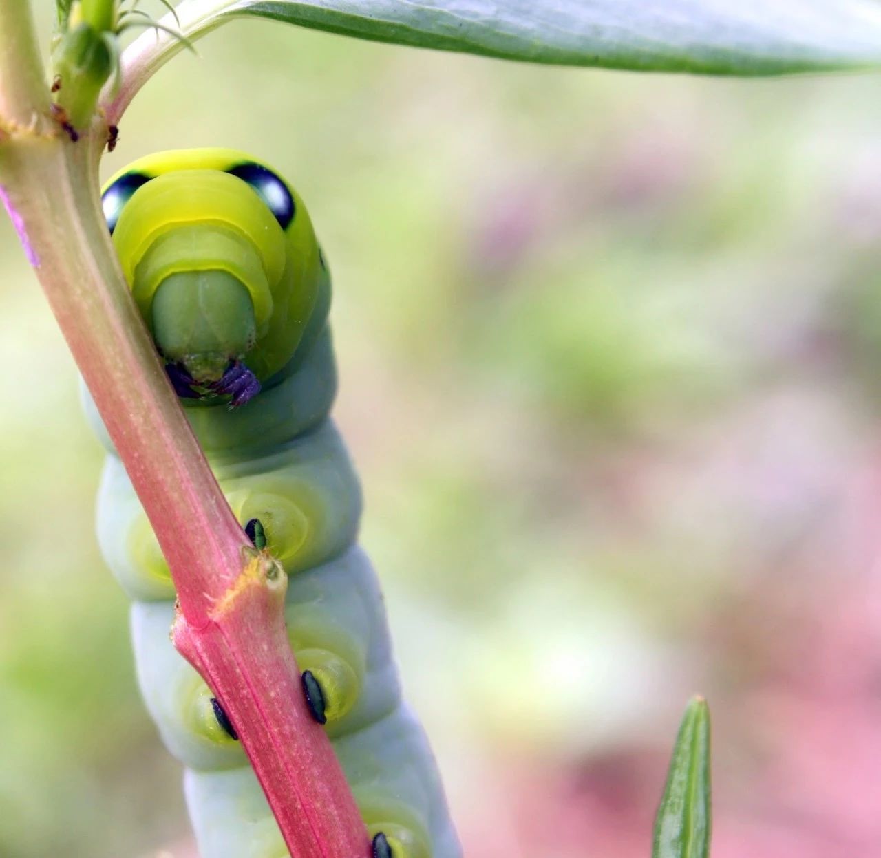 被剧毒毁了名声的宝藏工具树，除了毒你真的找不到它别的黑点