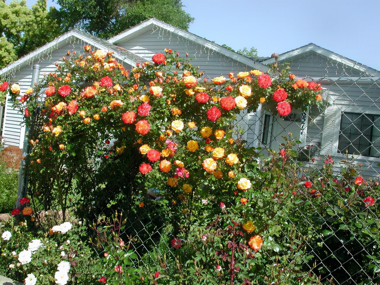 最优秀的几款藤本月季,值得入手的十大月季