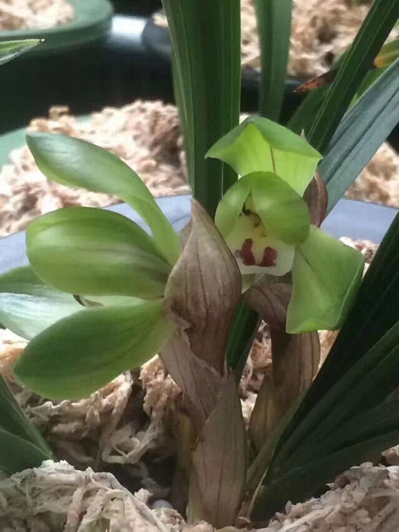 84消毒液可以给兰花消毒吗,兰花被淋了热水怎么救