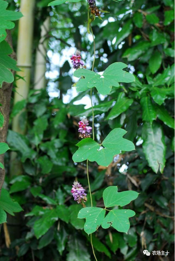 院子里种什么十多年后价值很高,院子里种什么最值钱
